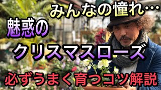 【魅惑のクリスマスローズ】品種紹介から植え方、楽しみ方まで♪