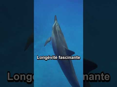 Culture & découvertes — 3 faits surprenants sur les #dauphins que vous ne connaissez pas