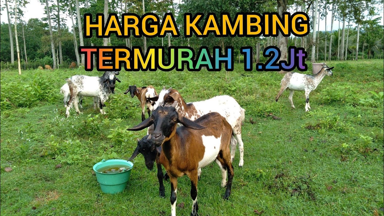 Ternak kambing kacang tanpa ngarit 