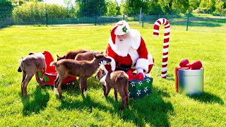 Reindeer Tales from the Rooftop Landing