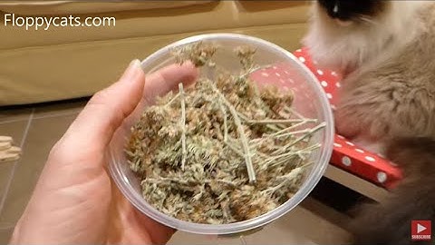 Potent Catnip Buds in a Tub - Kitty Hooch Gato Ganja Product Review Video