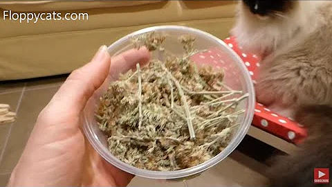 Potent Catnip Buds in a Tub - Kitty Hooch Gato Ganja Product Review Video