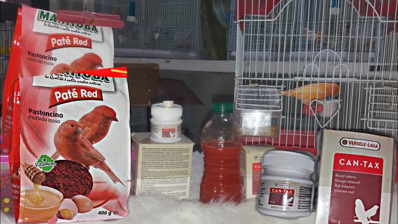 كيفية تقديم صبغة Can tax للكناري الأحمر الريد فاكتور/وأدوية طبيعية لعلاج الطائر دون إستعمال avi col