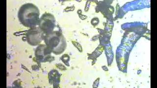 Interactions of five protocells