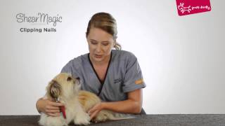 Yours Droolly - Clipping your dog's nails with Shear Magic by Masterpet Australia 2,299 views 10 years ago 1 minute, 32 seconds