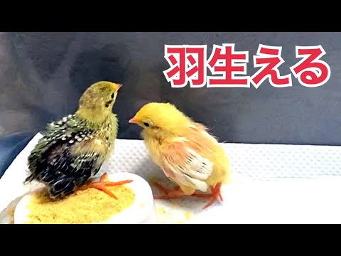 ウズラ50羽　ヒヨコ150羽 Rapid growth] Chicks started flying at 10 days old! [Growth record