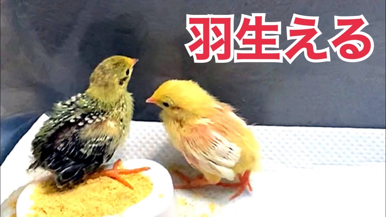 Rapid growth] Chicks started flying at 10 days old! [Growth record