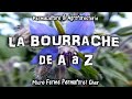 La bourrache de a  z au jardin potager bio en permaculture vertus sant culture documentaire nature