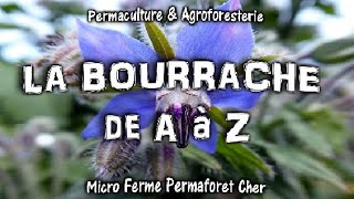 LA BOURRACHE de A à Z AU JARDIN POTAGER BIO EN PERMACULTURE VERTUS SANTÉ CULTURE DOCUMENTAIRE NATURE