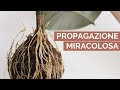 Come propagare un Ficus: TECNICA INFALLIBILE  | La margotta