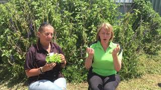 Green Thumb Girls talk about celery