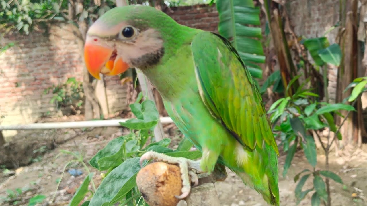 A smart parrot is eating Jackfruit. YouTube