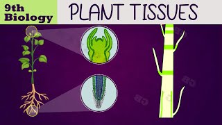 Plant Tissues Cl 9Th Biology Chapter 2 Ncert Cl 9 Science Cbse Syllabus