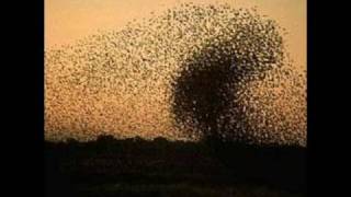 Swarm Attack