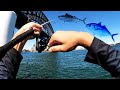 Sydney Harbour Trevally and Bonito Fishing Action