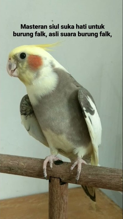 siul suka hati burung falk