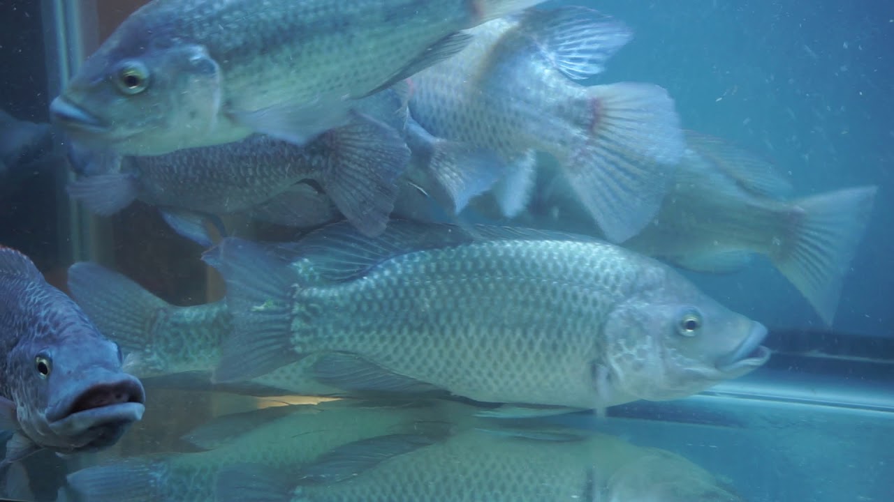Mozambique Tilapia Breeders YouTube