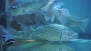 Mozambique Tilapia Breeders Tilapia Breeding Update Mozambique