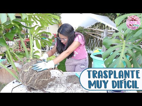 Video: ¿Debería trasplantar mi monstera?