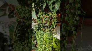 String of pearls plant!