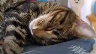 Lugosi Cat whiskers twitching in his sleep