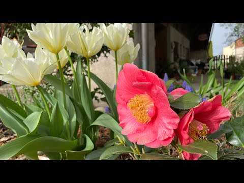 ЦВЕТУТ КАМЕЛИИ Небольшой обзор 08 04 24