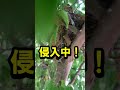 これ何鳥?野鳥の巣の中、猛暑!頑張れ!#ひな鳥 #猛暑 #shorts