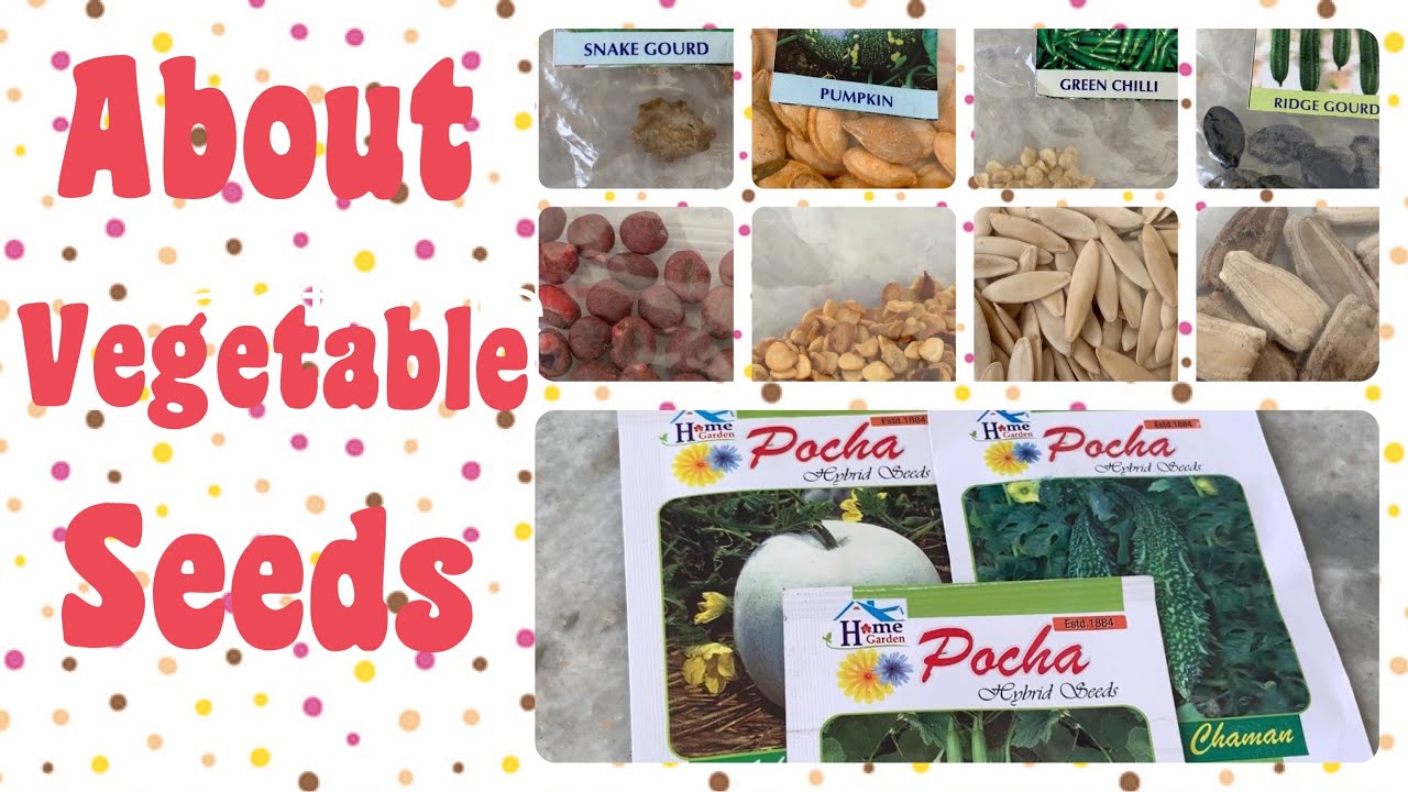 What Types Of Vegetable Seeds To Be Used And How To Collect Them YouTube