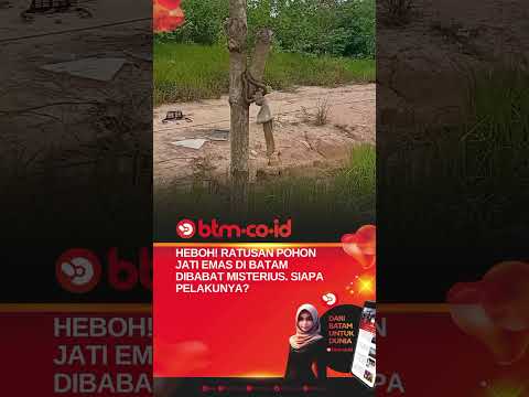 HEBOH!, Pohon Jati Emas di Batam Dibabat Misterius