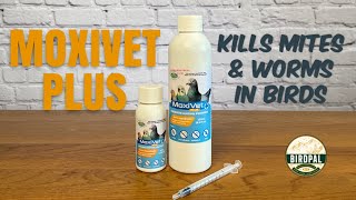 MoxiVet Plus  The Best Treatment for Mites and Worms in Cage Birds, Pigeons, and Chickens!