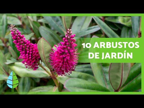 Video: Pieris japonesas: descripción, plantación y cuidado. Arbustos ornamentales para el jardín
