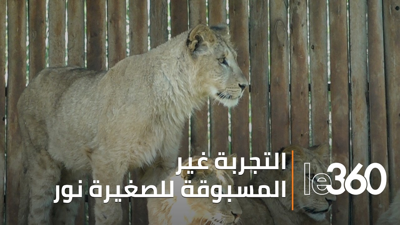 في حديقة الحيوانات بالرباط اللبؤة الصغيرة التي تخلّت عنها أمّها اندمجت بسهولة مع لبؤات صغيرات أخريات