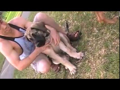 Samson, Big Bad Boerboel Puppy