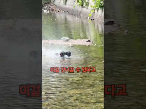 진짜로 물을 건너갈 수 있다고?? ㄷㄷ #무선조종 #rc카 #계곡 #장난감 #물놀이 thumbnail