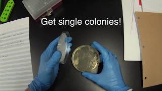 Streaking cells for single colonies (version 2)