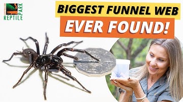 Meet our MASSIVE Funnel Web | Australian Reptile Park