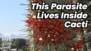 This Parasite Lives Inside a Cactus