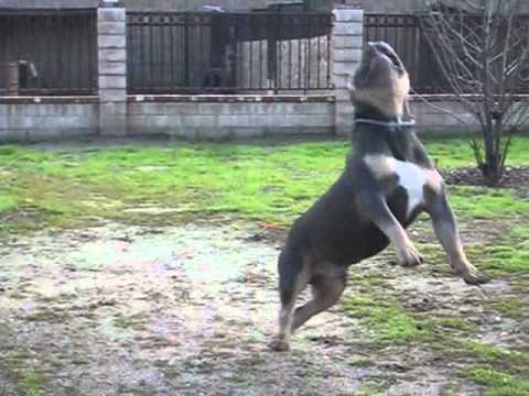 Xxl Tricolor Pitbull - Tri Color Extreme Bully Pit - Tri-Color Bully -  Caveman - Youtube