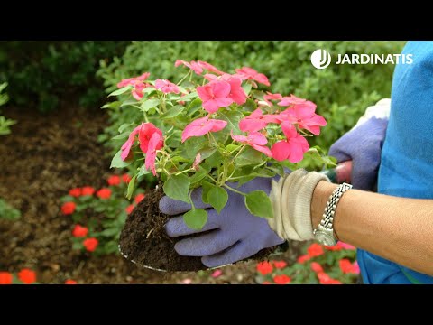 Vídeo: Com trasplantar una peònia per no danyar la planta