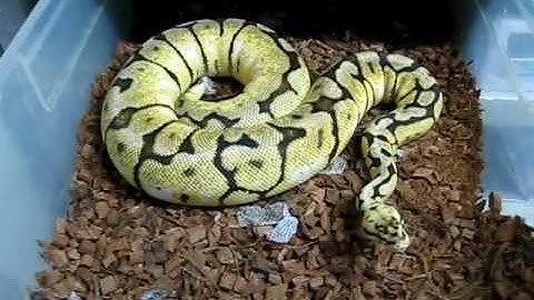 Bumblebee Ball Pythons - Ricky