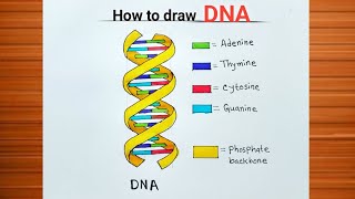 How to Draw DNA Structure Easily / How to Draw DNA Double Helix Structure / DNA Diagram