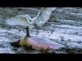 Dolphins and Birds Collaborate to Hunt Fish | BBC Earth