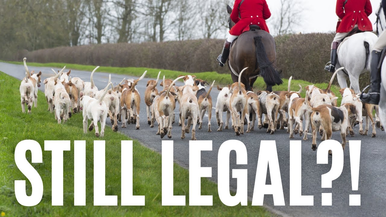 Fox Hunting Still LEGAL In Northern Ireland YouTube Fox Hunting Still LEGAL In Northern Ireland YouTube