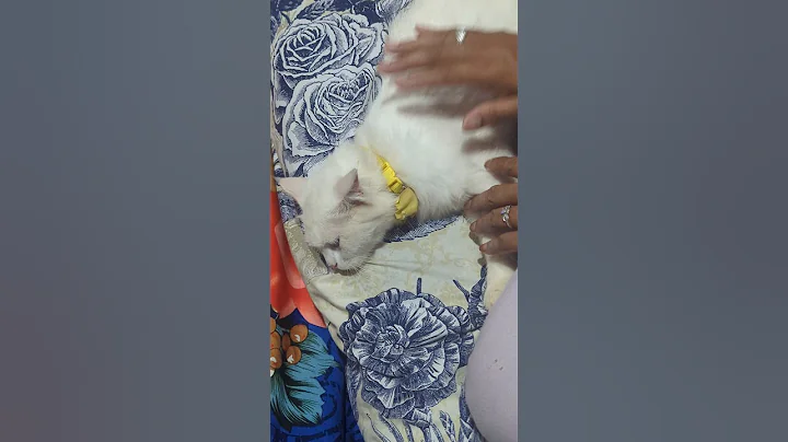 Video 9819371: persiancat cat cutecat, persiancat cats catlover, persiancat meow cat, beautiful white persian cat, cute white persian cat, adorablecats cutecat cat