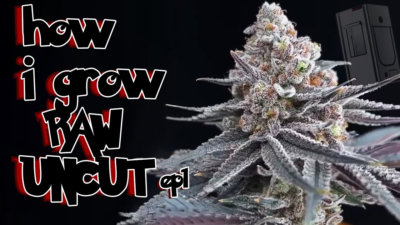 The Truth About Growing Weed RAW UNCUT | Seed to Harvest Ep1 growalong Hype Genetics, SF 2000D Tent