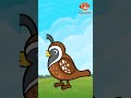Q is for Quail | Learn Letter Q with Fun 🎉🔠 #kidsvideo #kids #abckidsummutv #cute #englishabcd #eduk