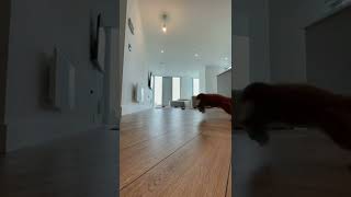 WOW its a secret to make your dog smart (part 12) by Mr Smart Dog 8 views 1 year ago 1 minute, 39 seconds