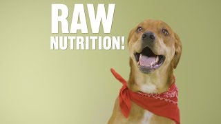 Is there an easy way to feed my dog a raw diet? | chewy
