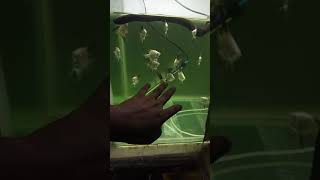 Bulgarian Sealpoint Available