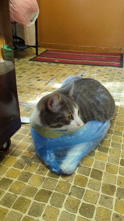 красивые и сумасшедшие #кот #котики #cat #питомец #pets #котик #коты ...